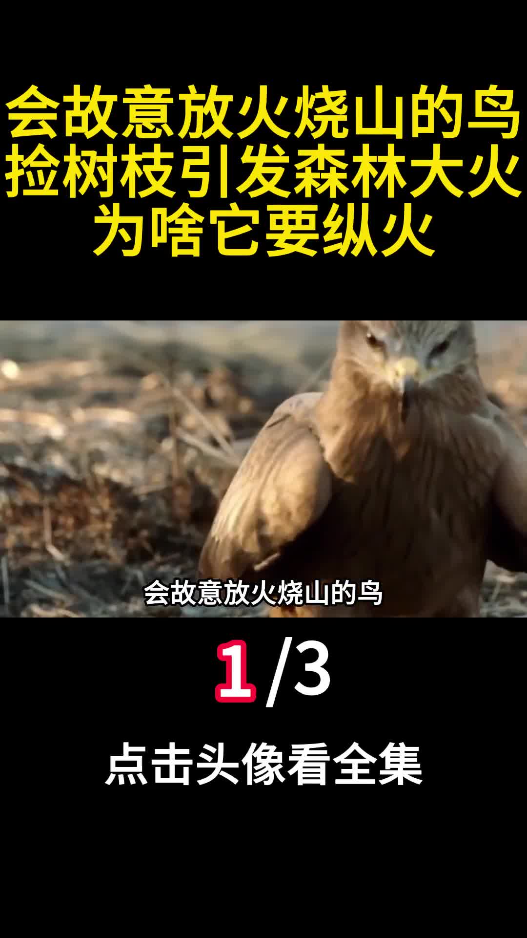 会故意放火烧山的鸟捡树枝引发森林大火为啥它要纵火1