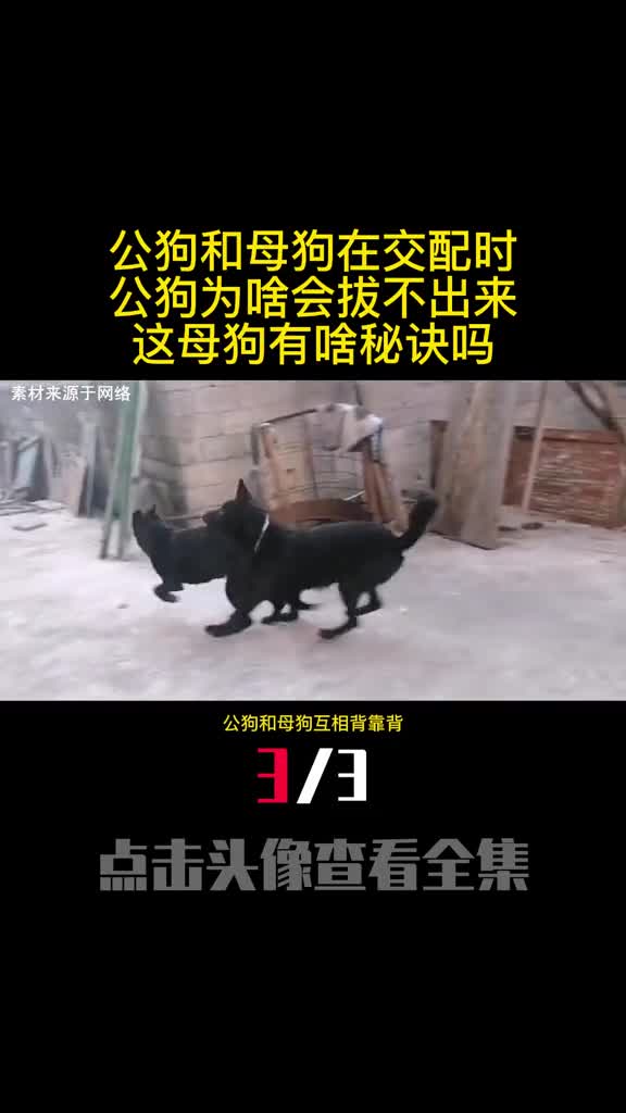 公狗和母狗在交配时公狗为啥会拔不出来这母狗有啥秘诀吗3