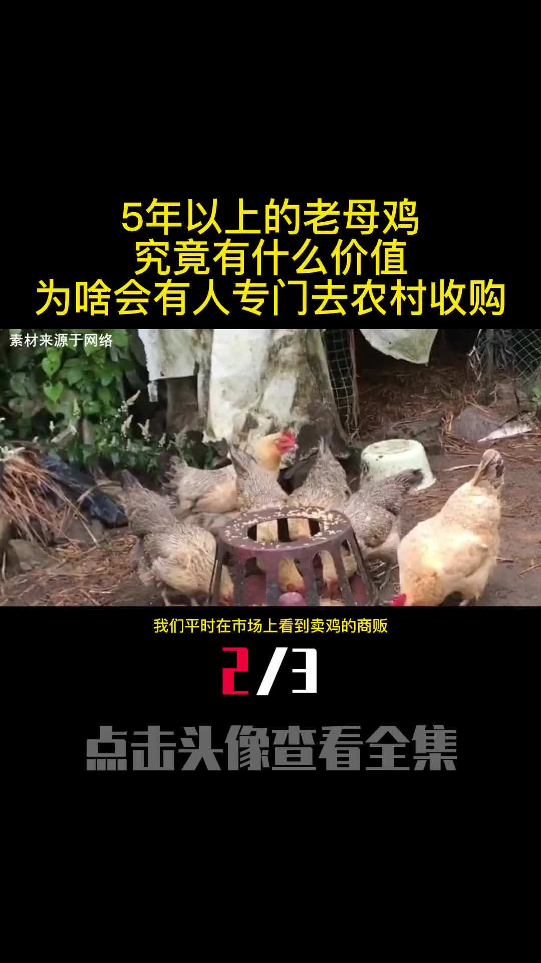 5年以上的老母鸡究竟有什么价值为啥会有人专门去农村收购2