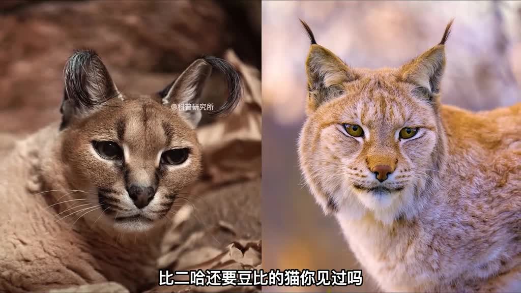 这种猫居然比狗还听话全球7种罕见的猫咪大盘点二