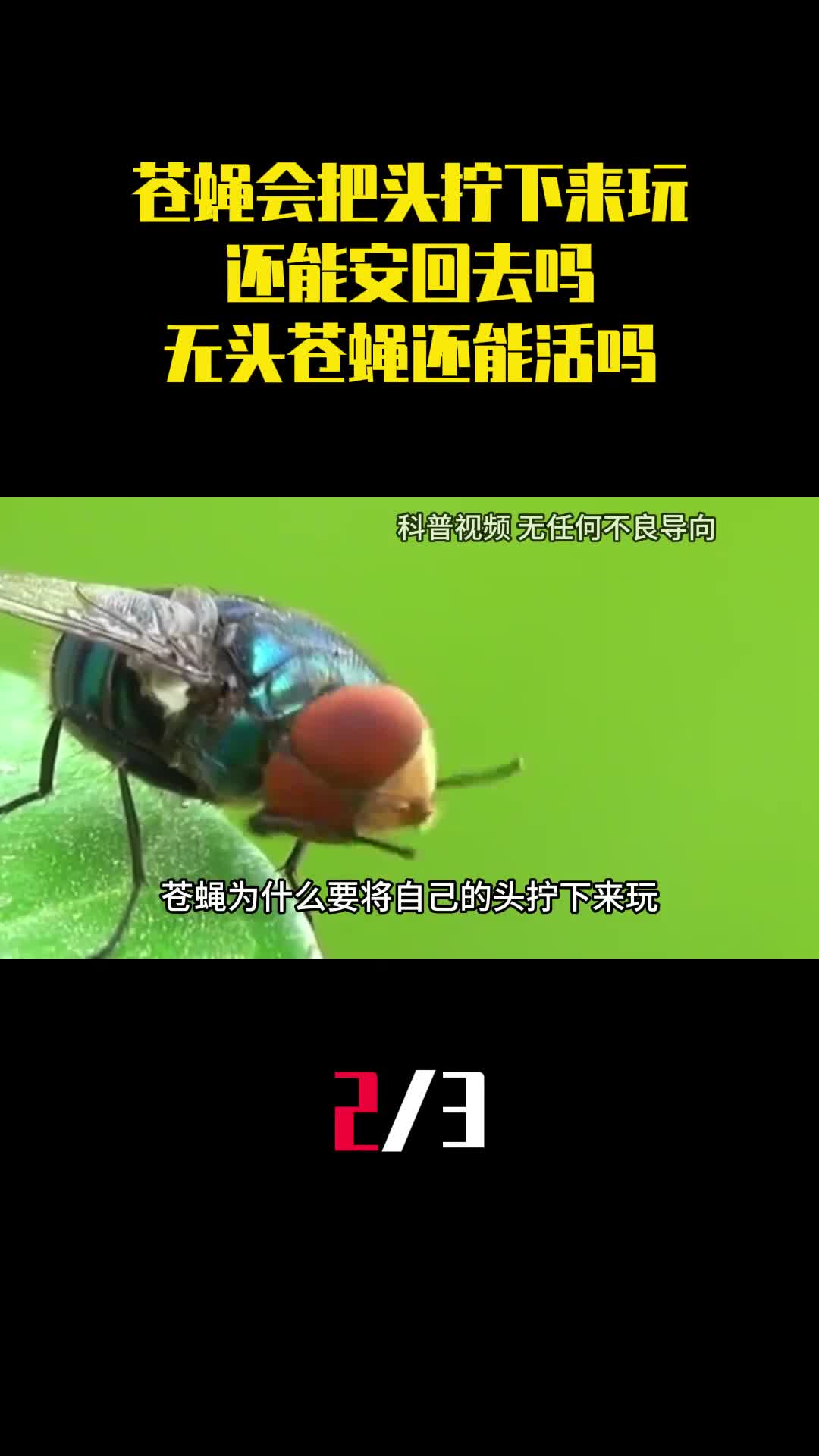 为什么苍蝇会把头拧下来玩还能安回去吗无头苍蝇还能活吗2