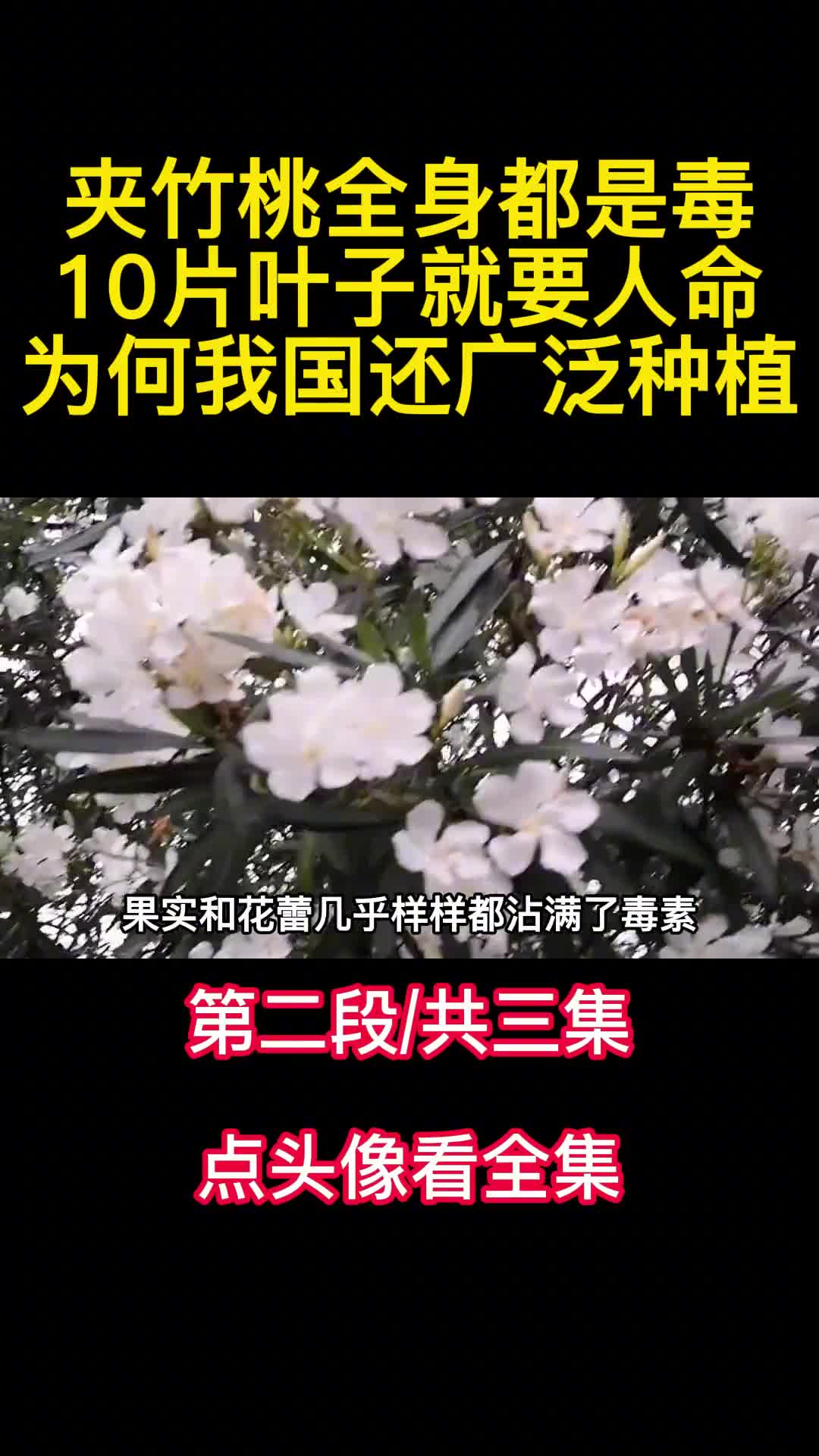 夹竹桃全身都是毒10片叶子就要人命为何我国还广泛种植2