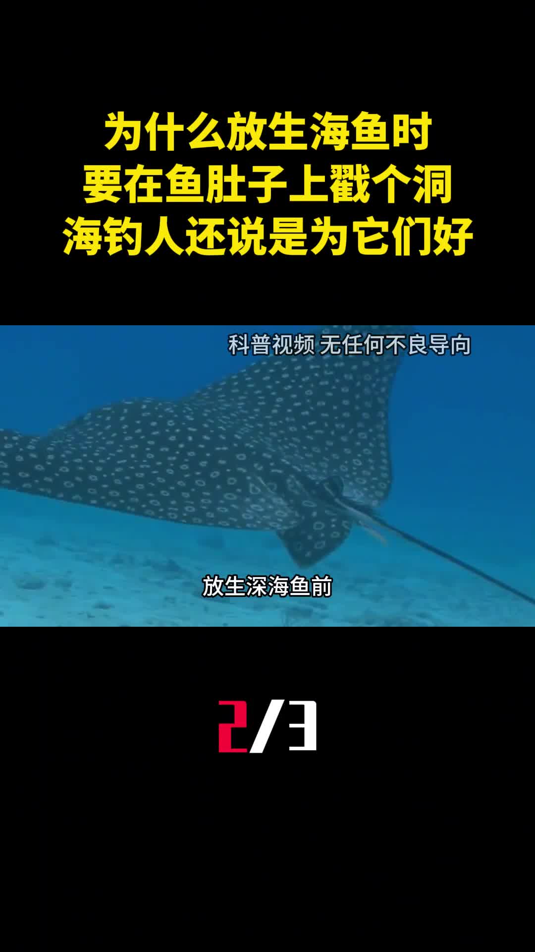 为什么放生海鱼时要在鱼肚子上戳个洞海钓人还说是为它们好2