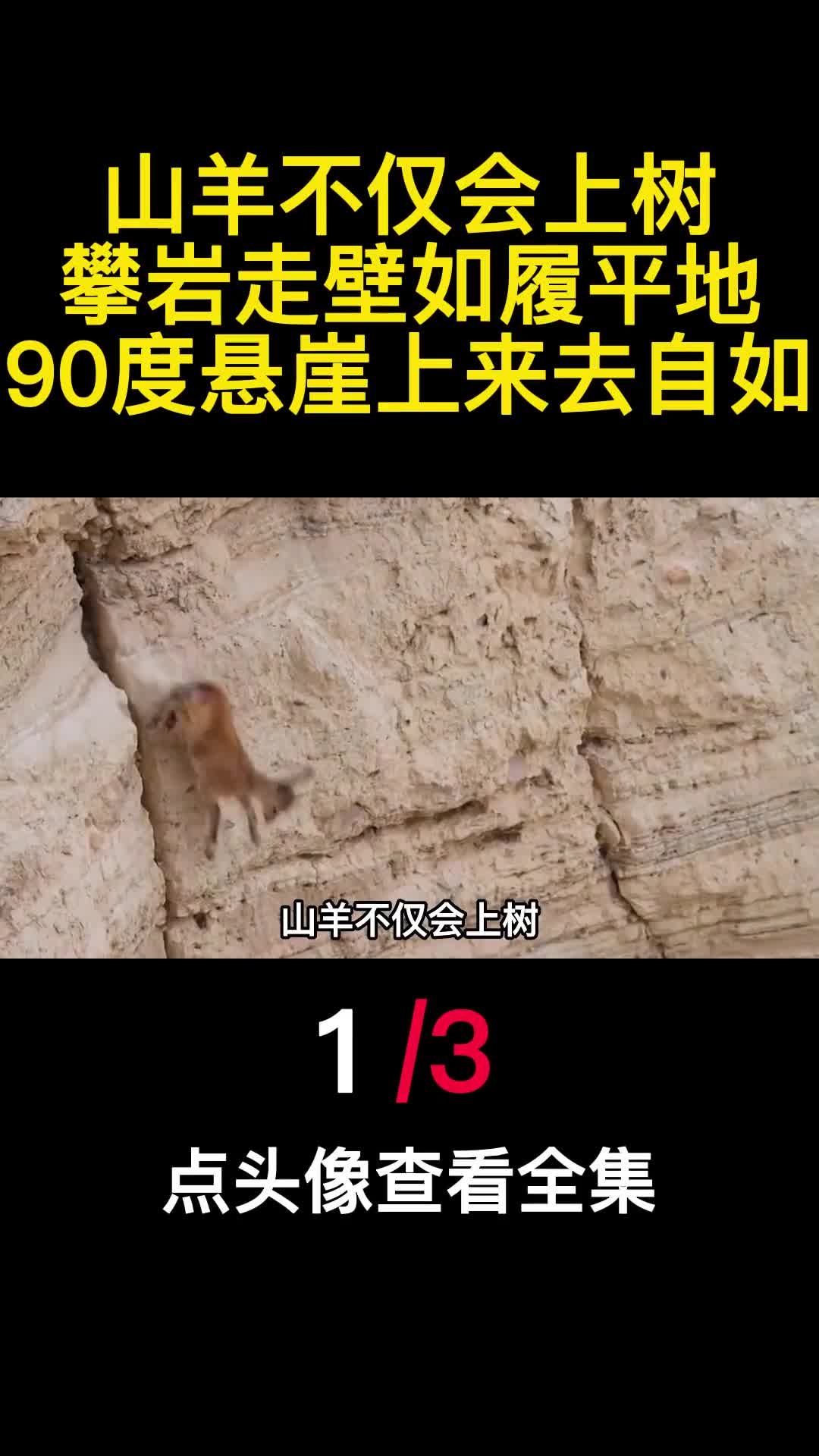 山羊不仅会上树攀岩走壁如履平地90度悬崖上来去自如1
