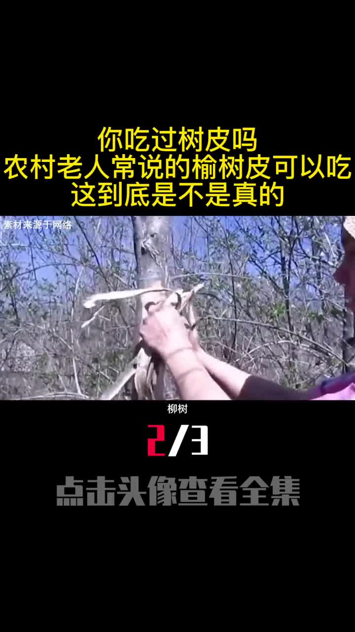 你吃过树皮吗农村老人常说的榆树皮可以吃这到底是不是真的2