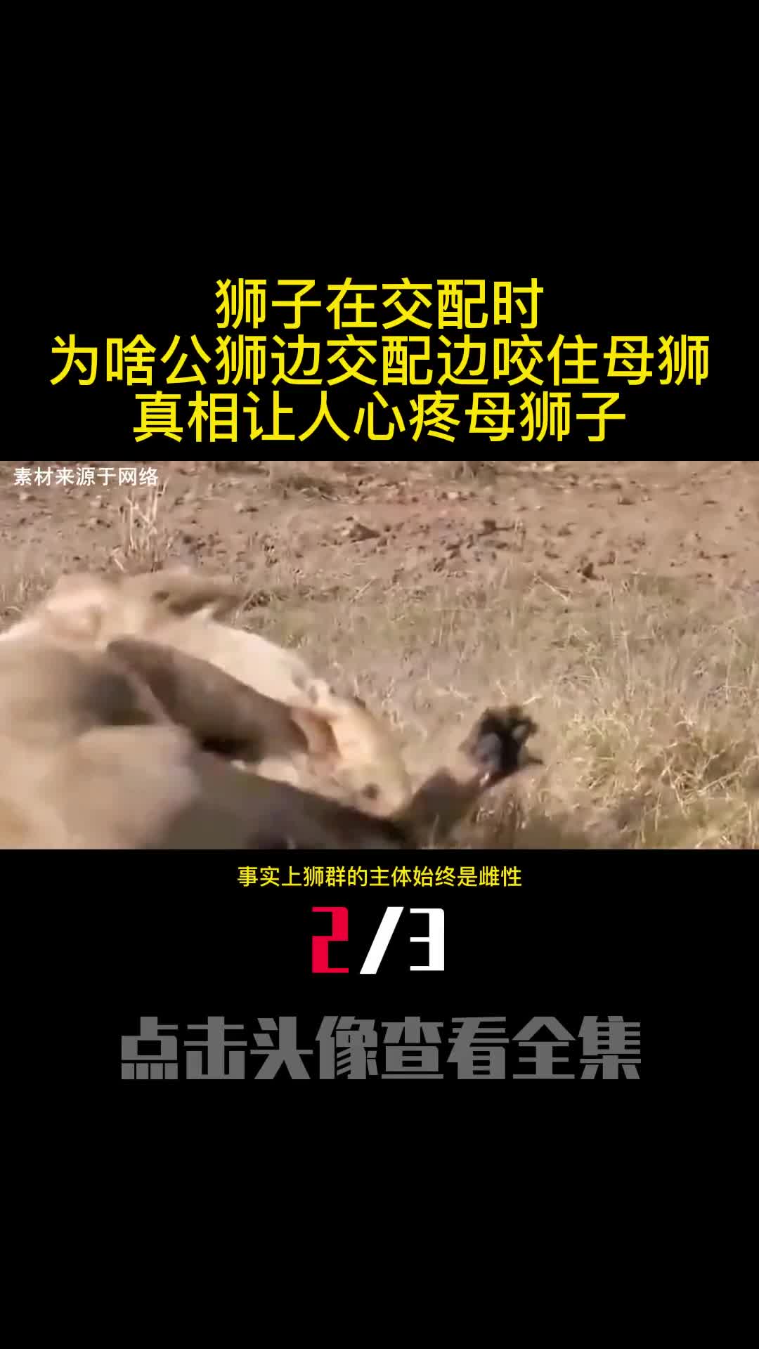 狮子在交配时为啥公狮边交配边咬住母狮真相让人心疼母狮子2
