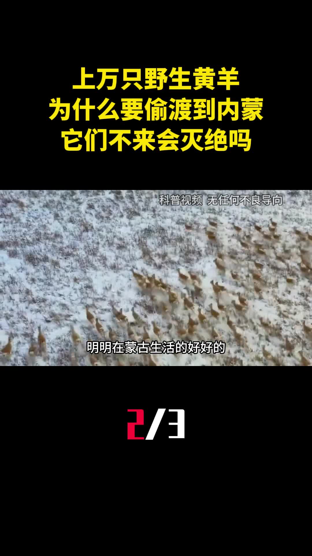 上万只野生黄羊为什么要偷渡到内蒙它们不来会灭绝吗2