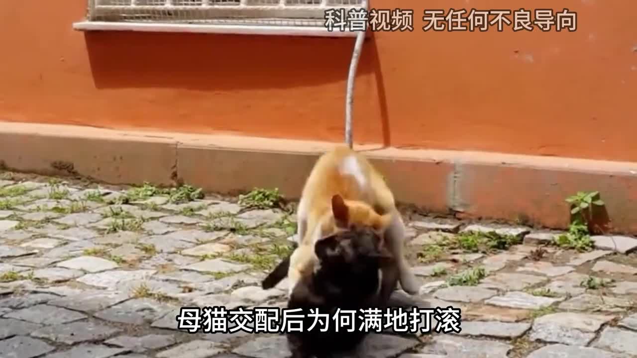 母猫交配后为何满地打滚甚至转头攻击公猫原因让人心疼1