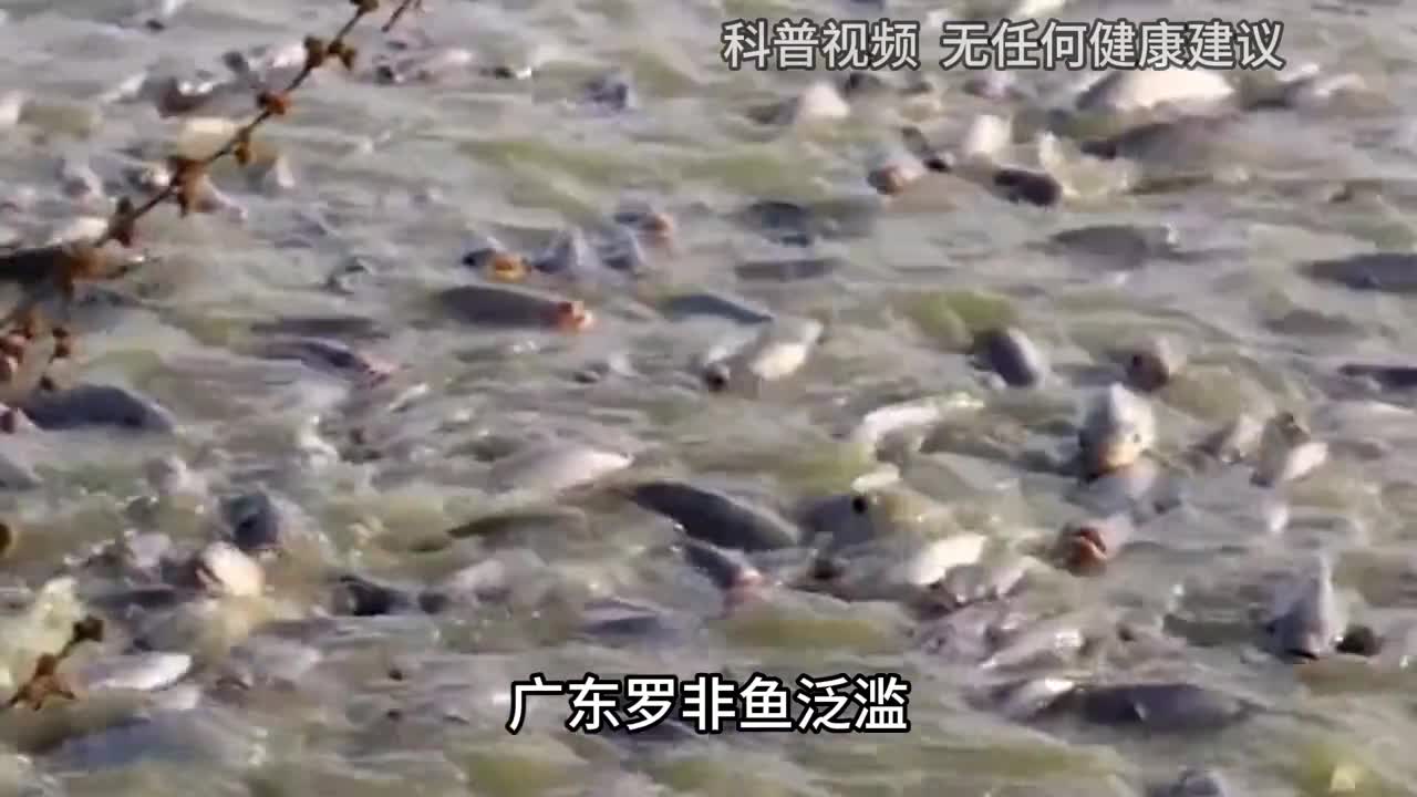 广东罗非鱼泛滥唾手可得的鱼为什么连吃货都不爱吃1