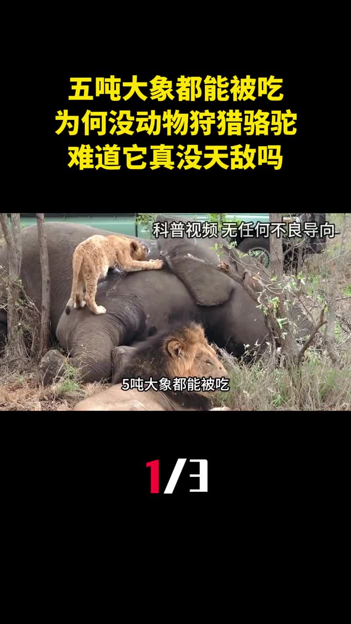 五吨大象都能被吃为何没食肉动物狩猎骆驼难道它真没天敌吗1