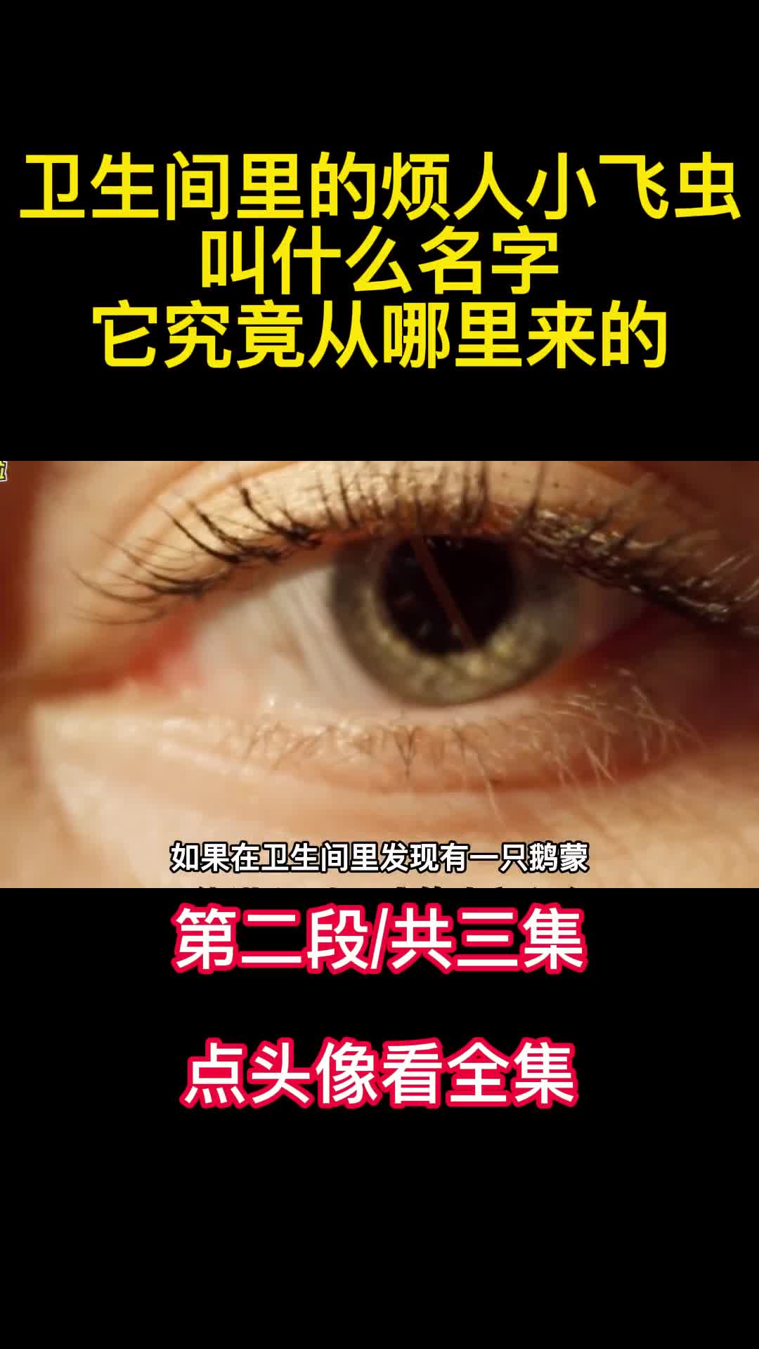 卫生间里的烦人小飞虫叫什么名字它究竟从哪里来的2