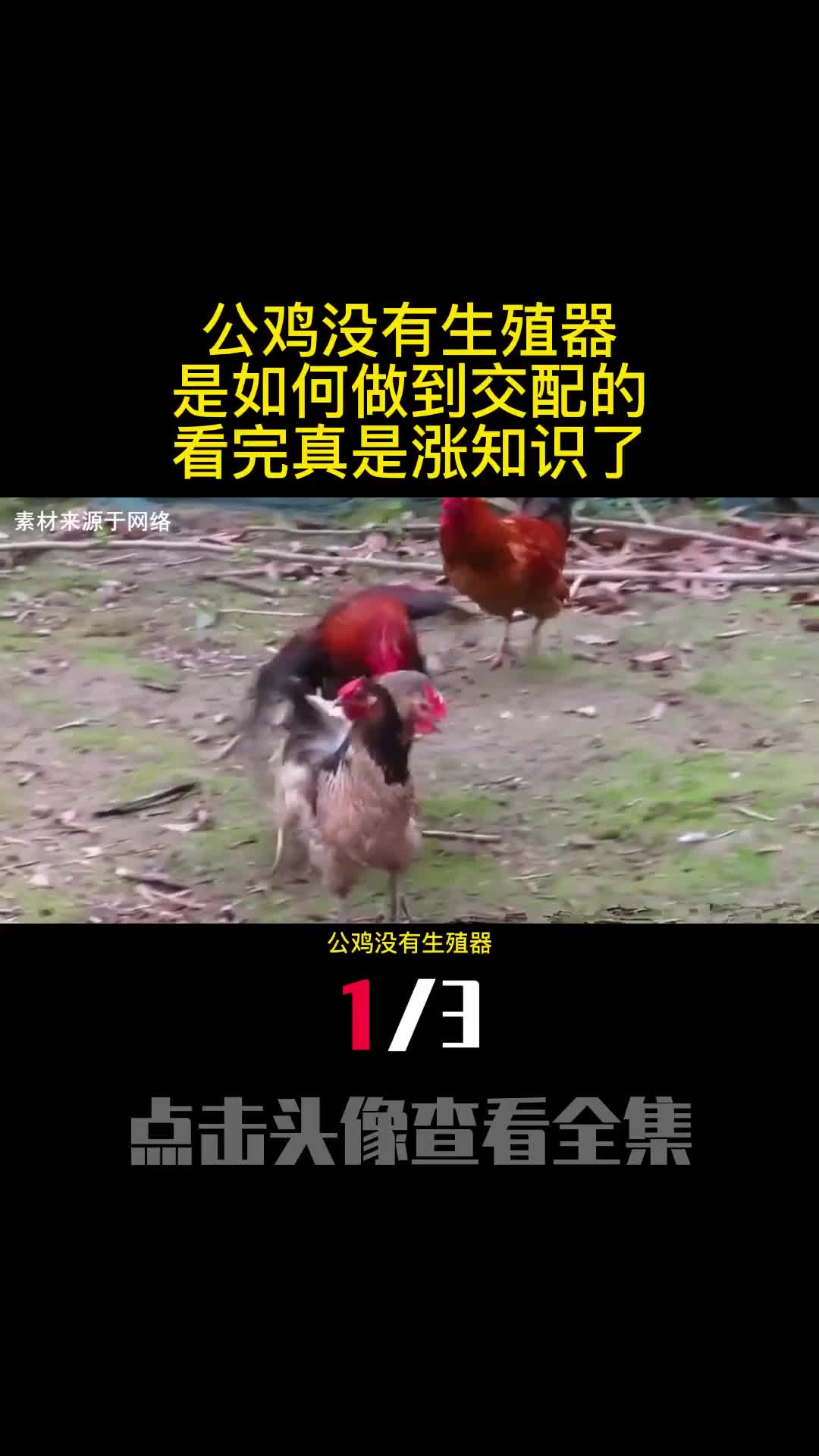公鸡没有生殖器是如何做到交配的看完真是涨知识了1