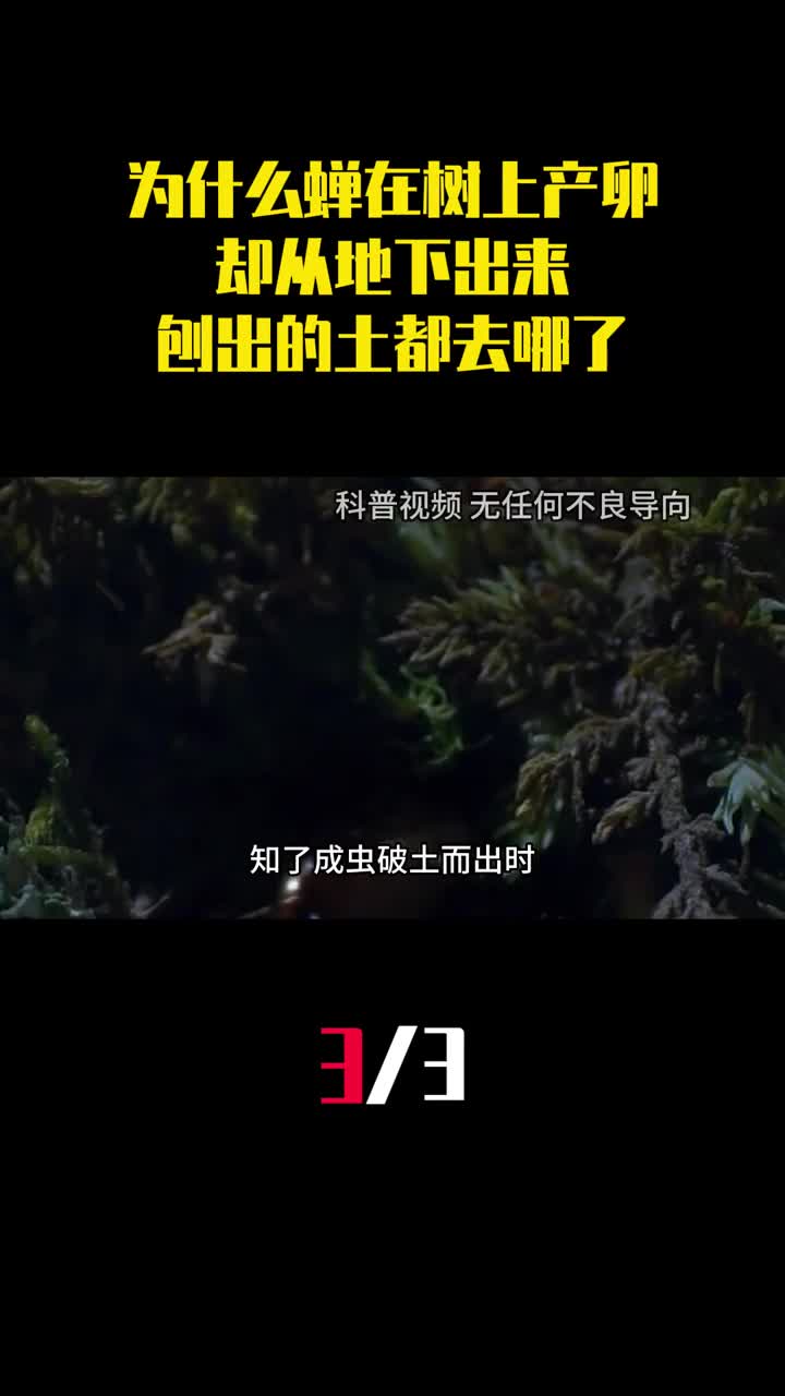 为什么蝉在树上产卵却从地下出来刨出的土都去哪了3