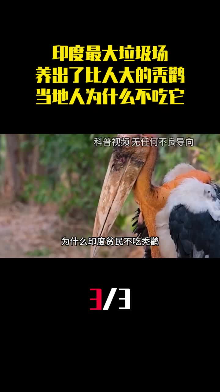 印度最大垃圾场养出了比人还大的秃鹳当地人为什么不吃它3