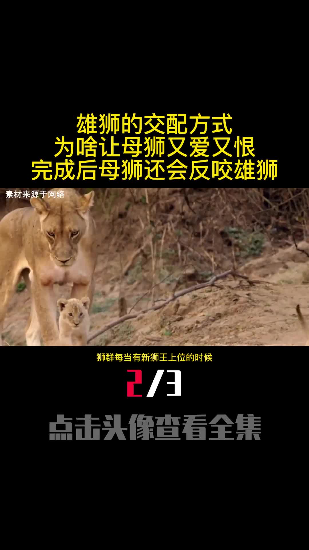 雄狮的交配方式为啥让母狮又爱又恨完成后母狮还会反咬雄狮2