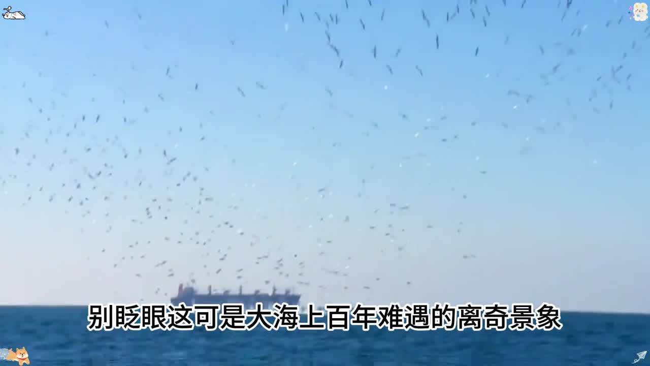 这是真实发生在大海上离奇的一幕上万只海鸟整齐向海里俯冲