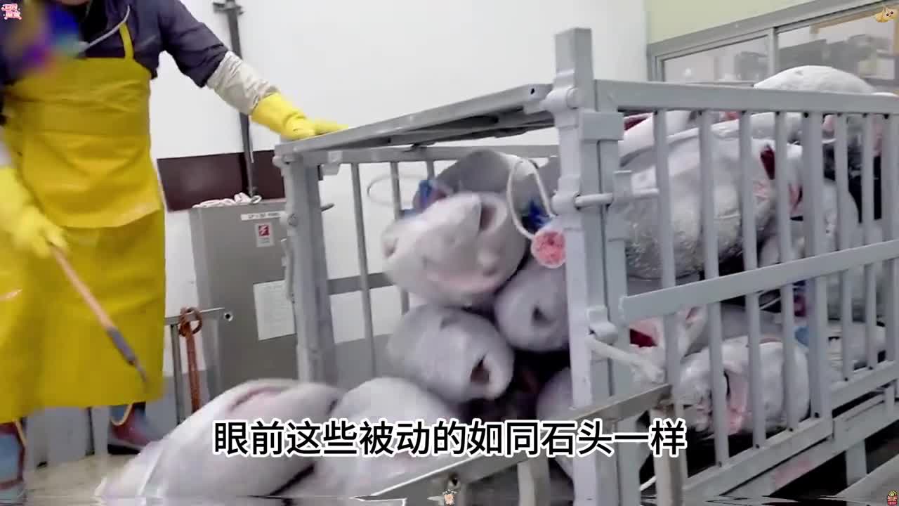 冰冻金枪鱼加工厂从切割到做成生鱼片