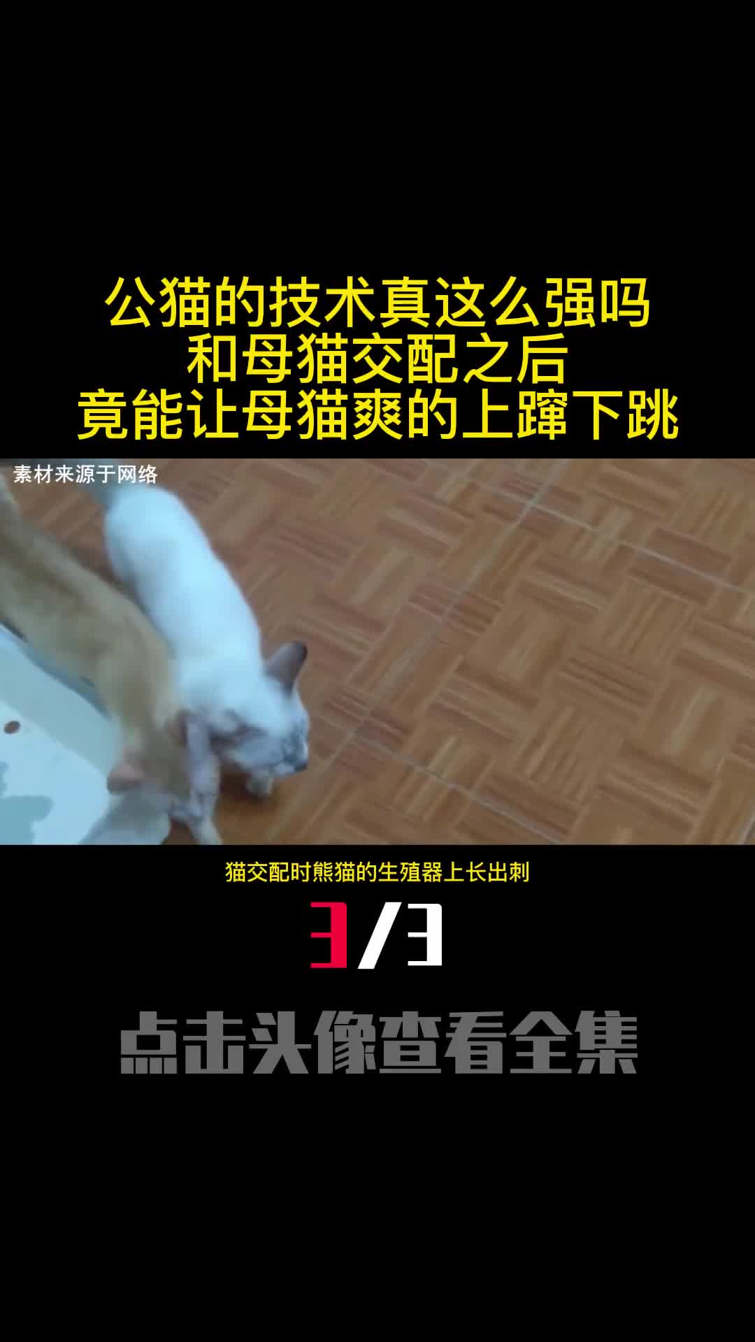 公猫的技术真这么强吗和母猫交配之后竟能让母猫爽的上蹿下跳3