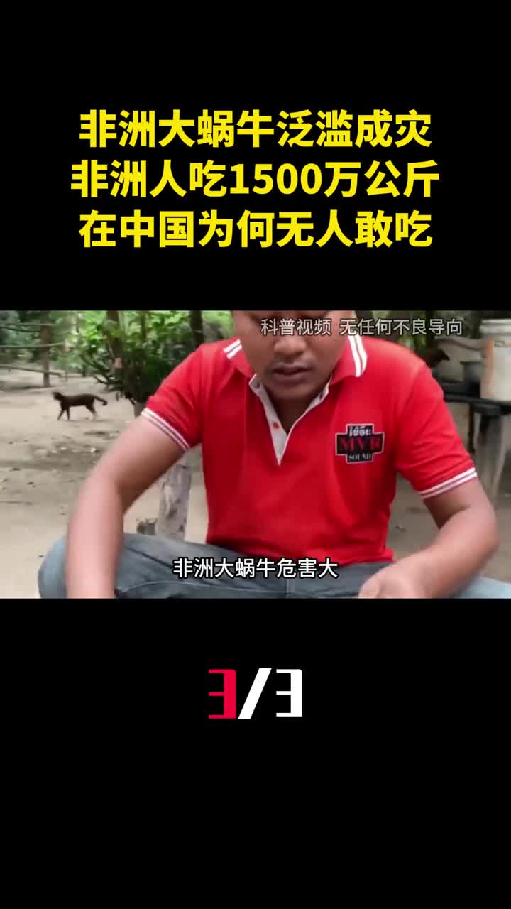 非洲大蜗牛泛滥成灾非洲人能吃1500万公斤中国为何无人敢吃3