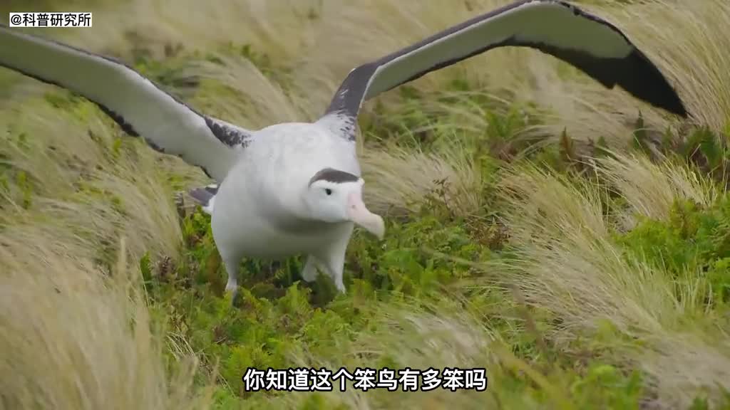 连自己孩子都不认得的笨鸟