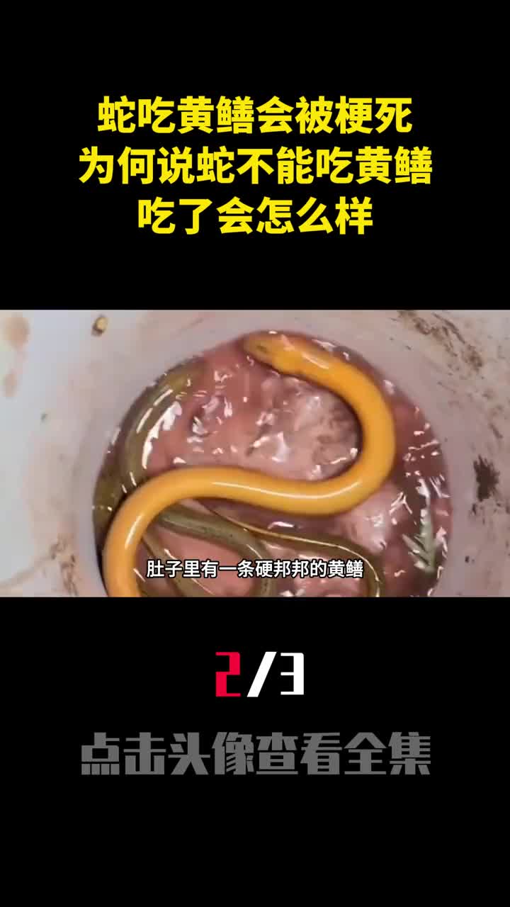 蛇吃黄鳝会被梗死为何说蛇不能吃黄鳝吃了会怎么样2