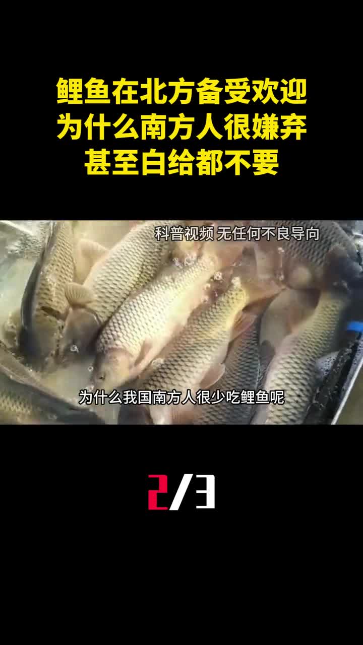 鲤鱼在北方备受欢迎为什么南方人很嫌弃甚至白给都不要2