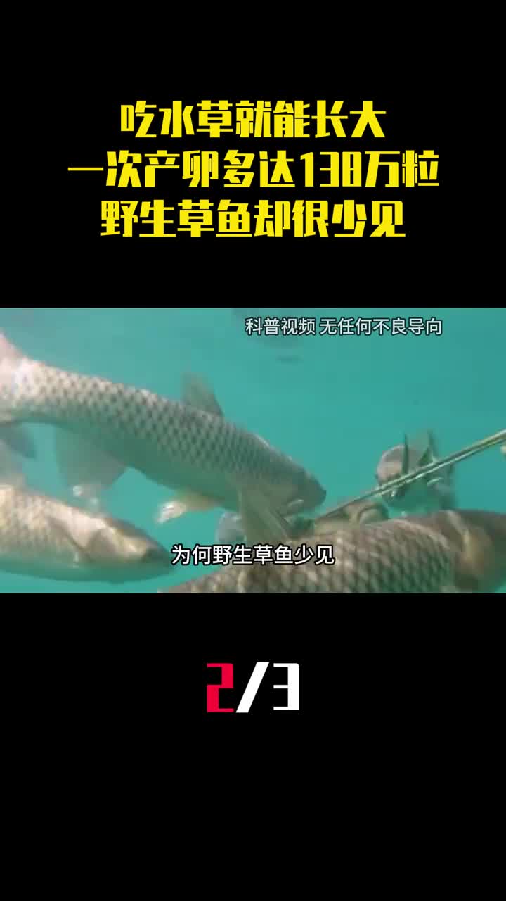 吃水草就能长大一次产卵多达138万粒为何野生草鱼却很少见2