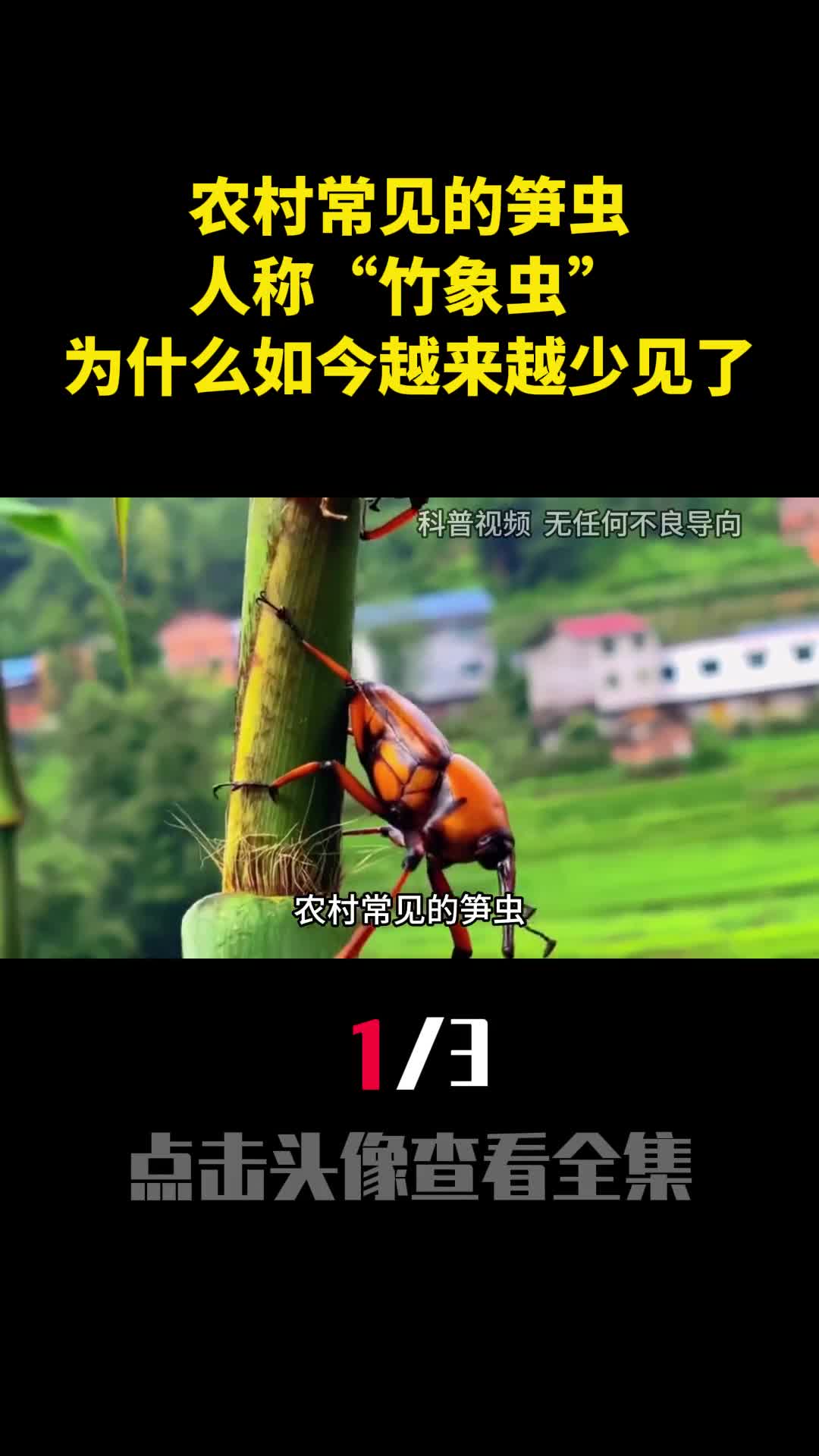 农村常见的笋虫人称竹象虫为什么如今越来越少见了1