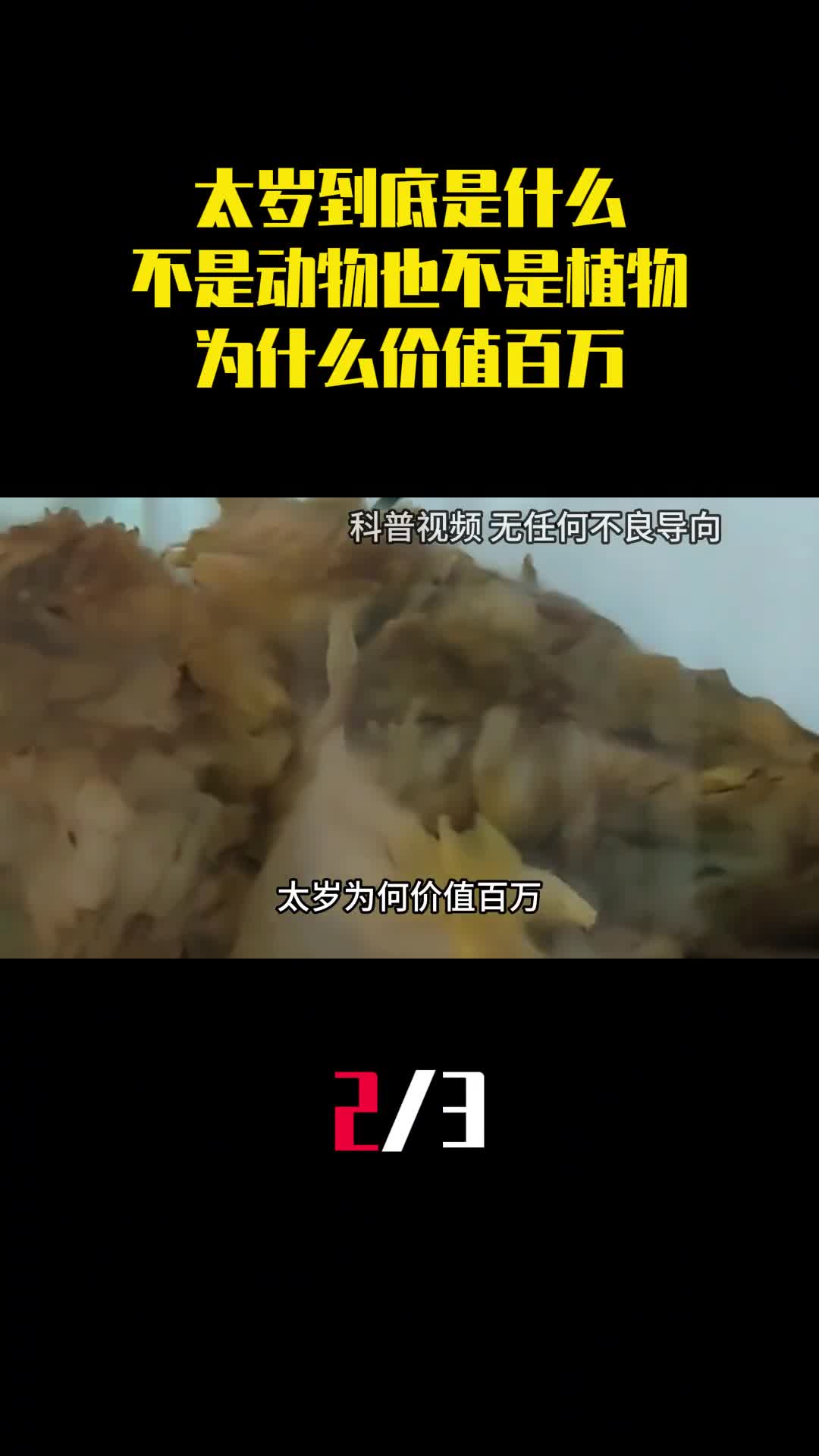 太岁到底是什么不是动物也不是植物为什么价值百万2