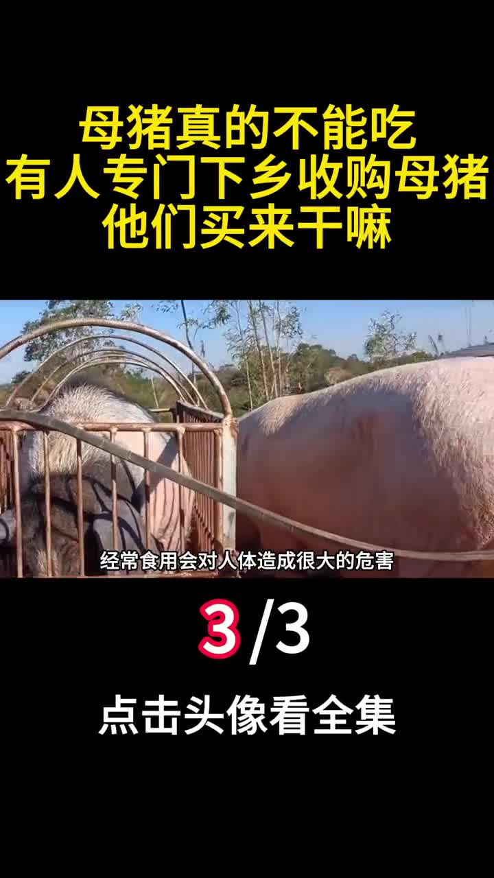 母猪真的不能吃有人专门下乡收购母猪他们买来干嘛3