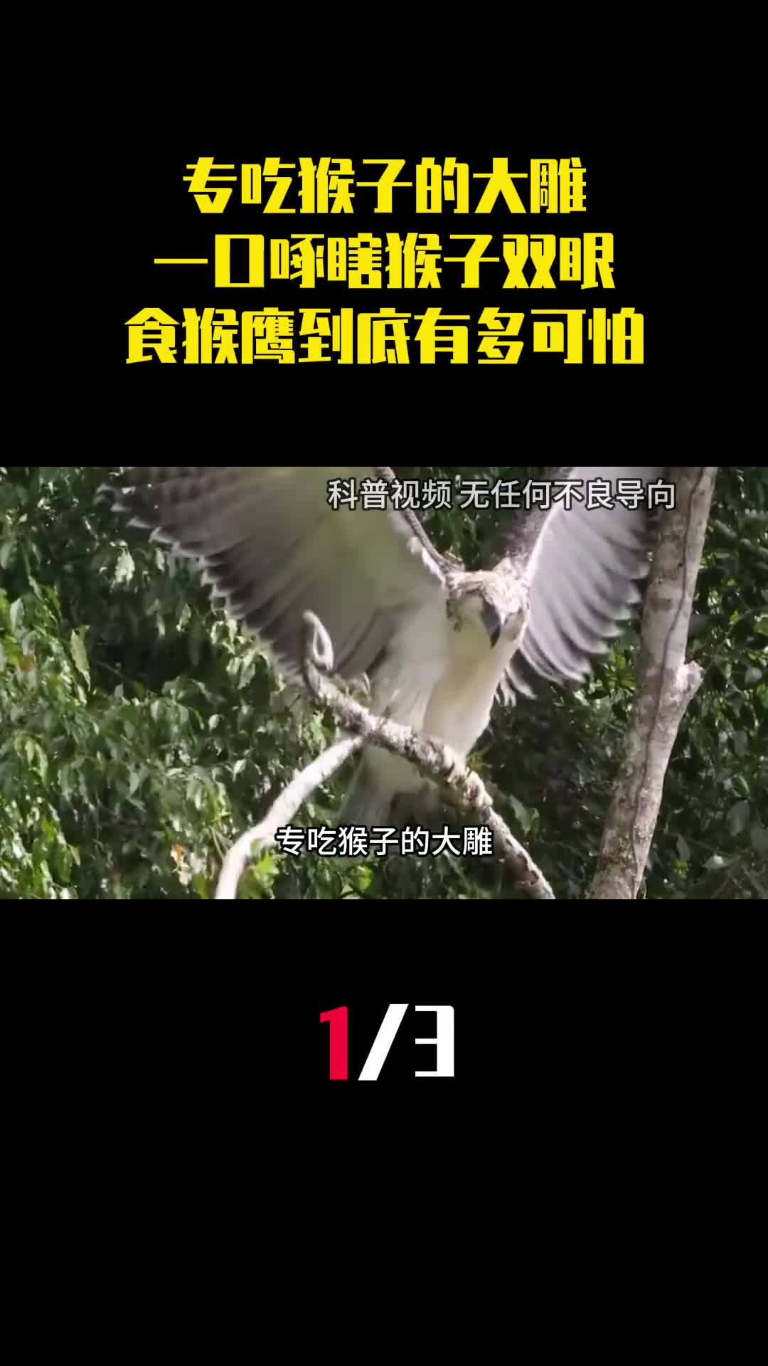 专吃猴子的大雕一口就能啄瞎猴子双眼食猴鹰到底有多可怕1