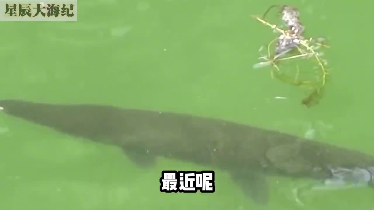 原产地在美洲的鳄雀鳝来我国干啥其实它比你想象中的还要恐怖