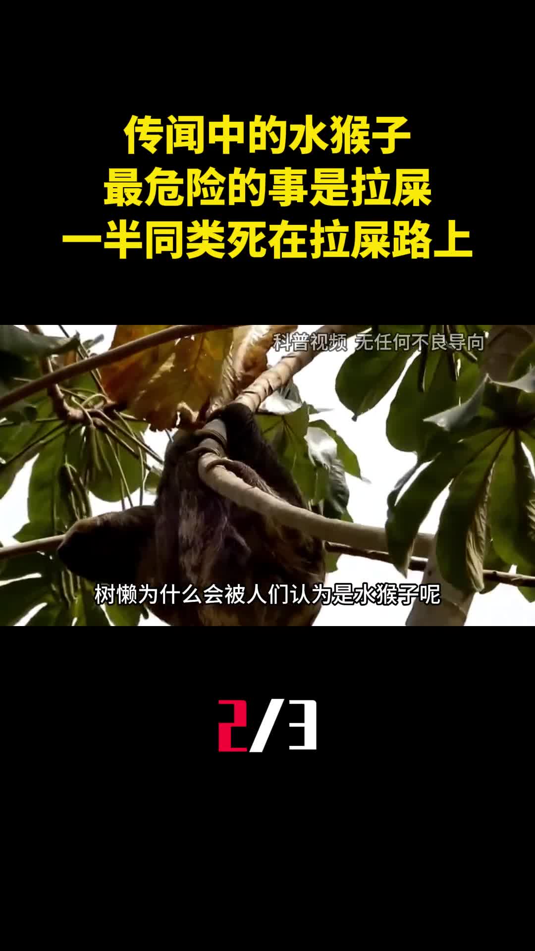 传闻中的水猴子最危险的事是拉屎一半同类死在拉屎路上2