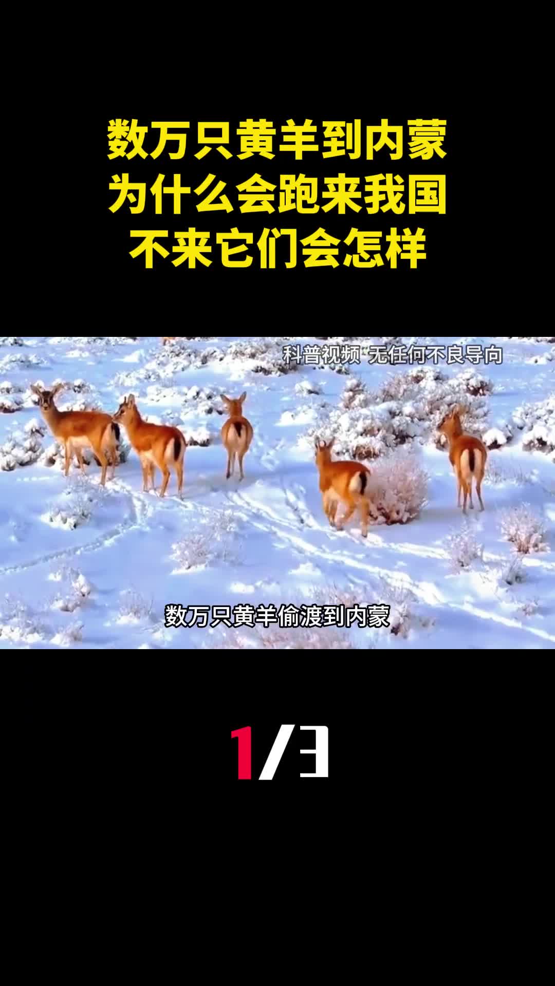 数万只黄羊偷渡到内蒙为什么会跑来我国不来它们会怎样1