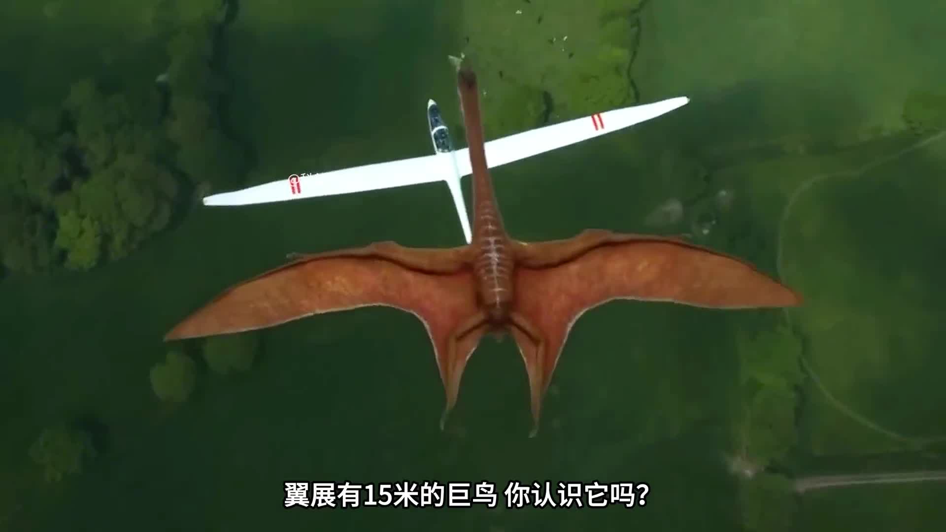 翼展长15米的巨型飞行生物居然比飞机还要大世界最大的9种飞行生物大盘点二