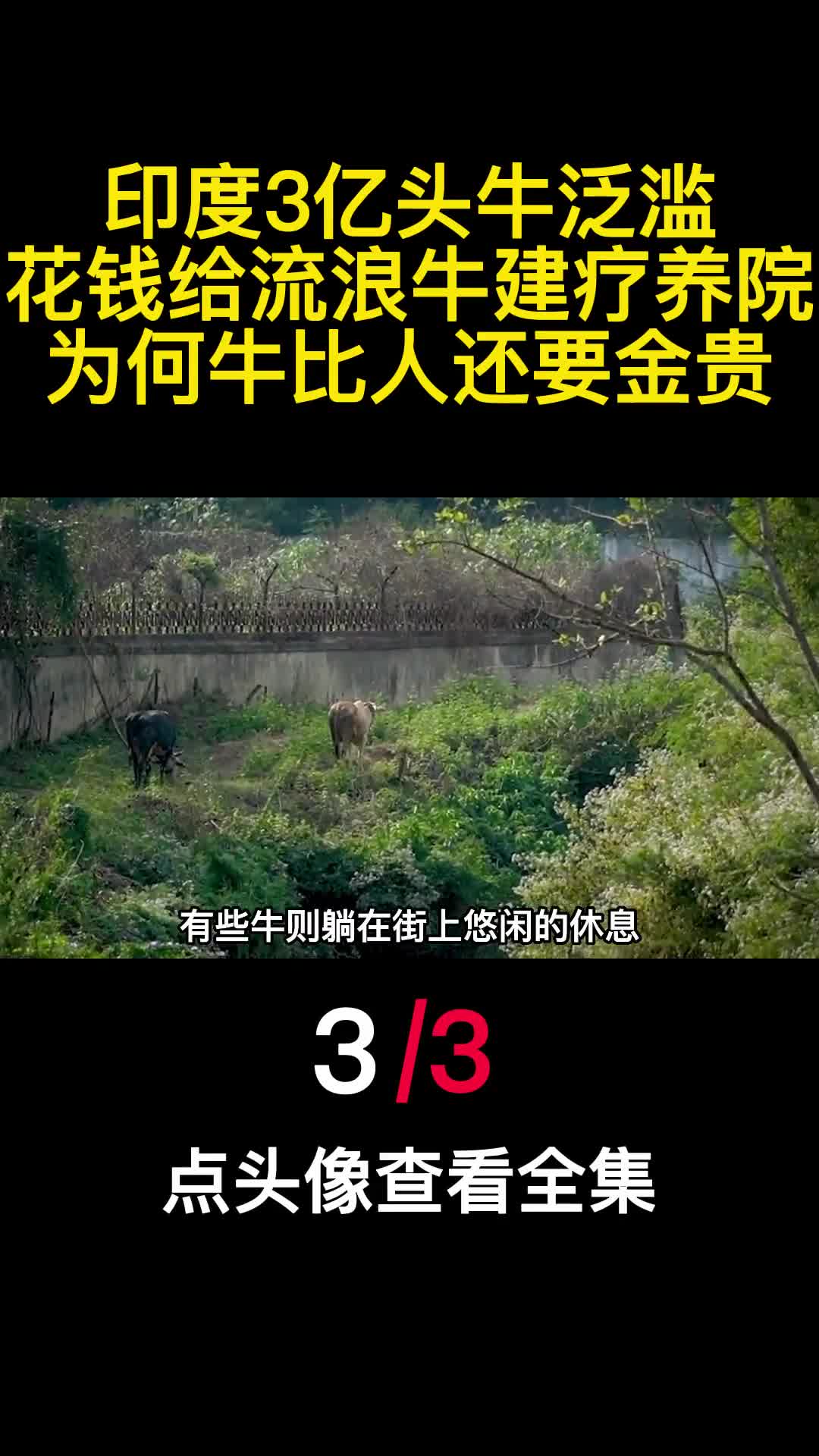印度3亿头牛泛滥花钱给流浪牛建疗养院为何牛比人还要金贵3