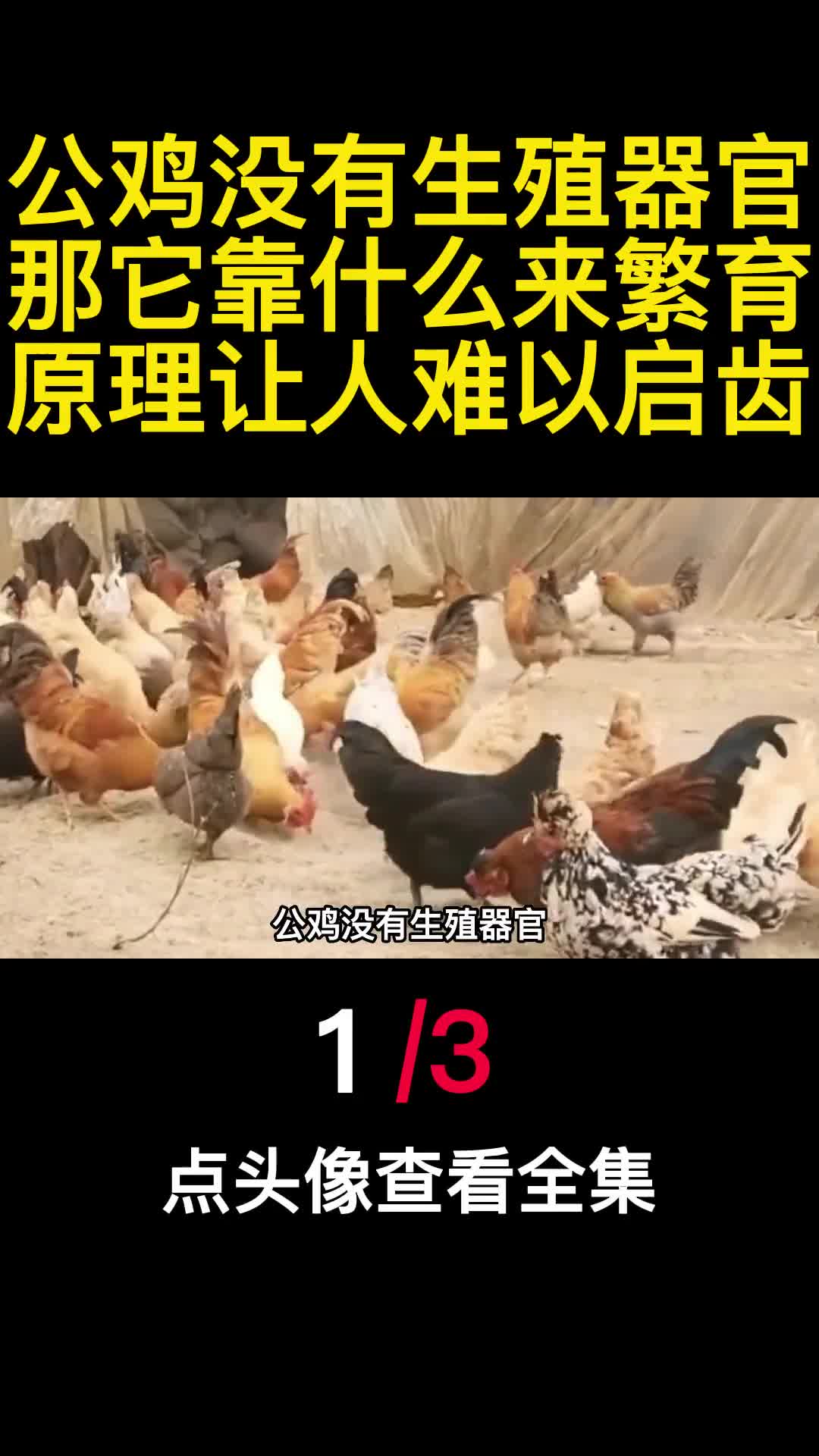 公鸡没有生殖器官那它靠什么来繁育原理让人难以启齿1