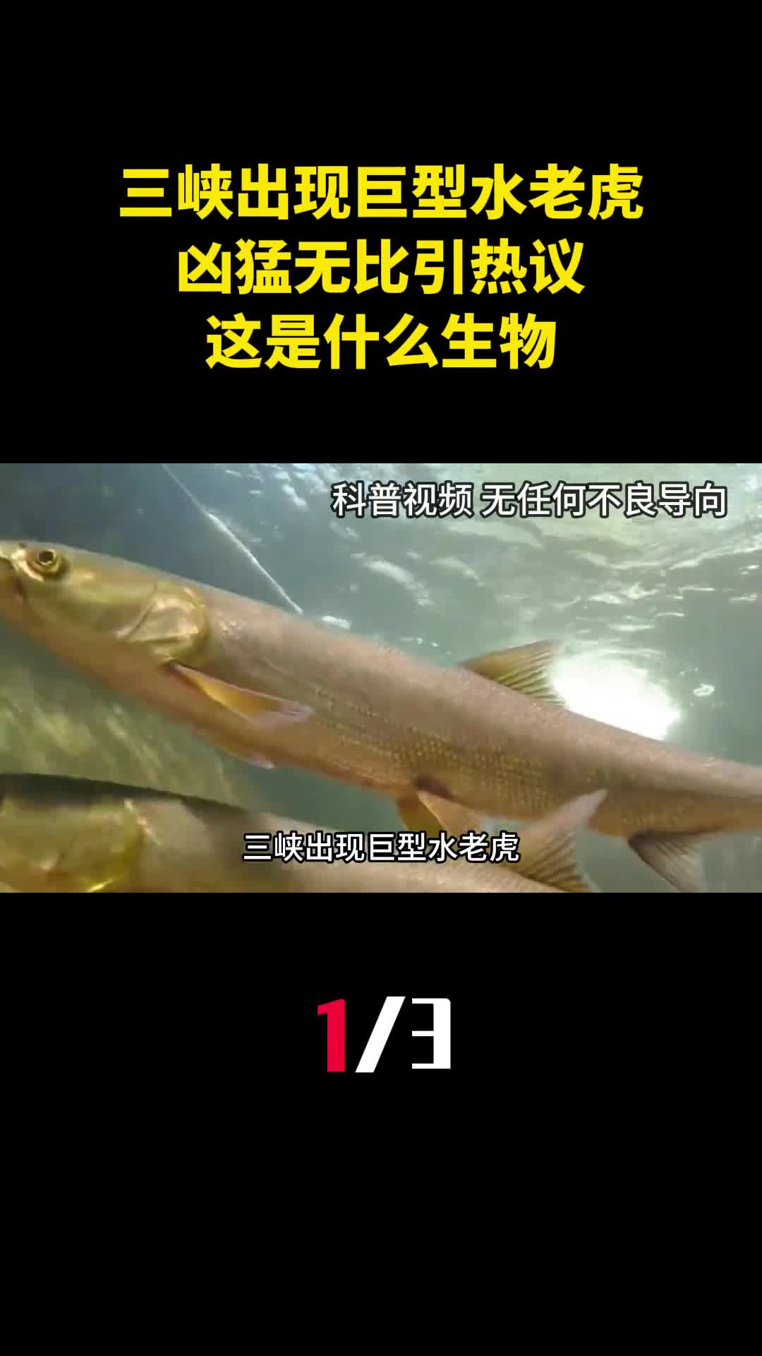 三峡出现巨型水老虎凶猛无比引热议这是什么生物1