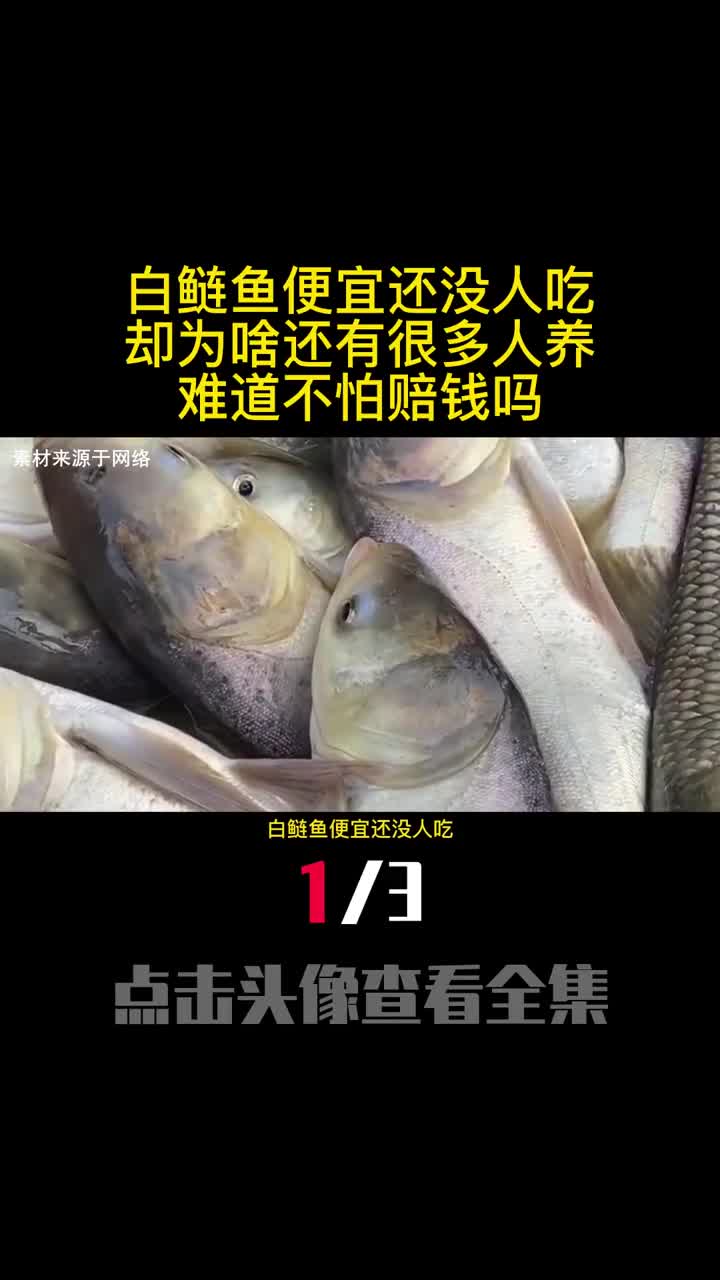 白鲢鱼便宜还没人吃却为啥还有很多人养难道不怕赔钱吗1