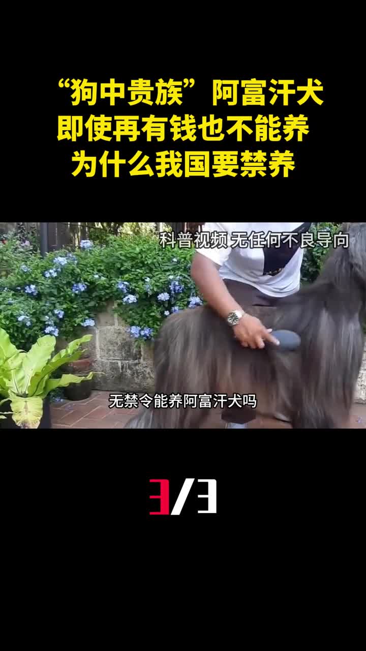 狗中贵族阿富汗犬即使再有钱也不能养为什么我国要禁养3