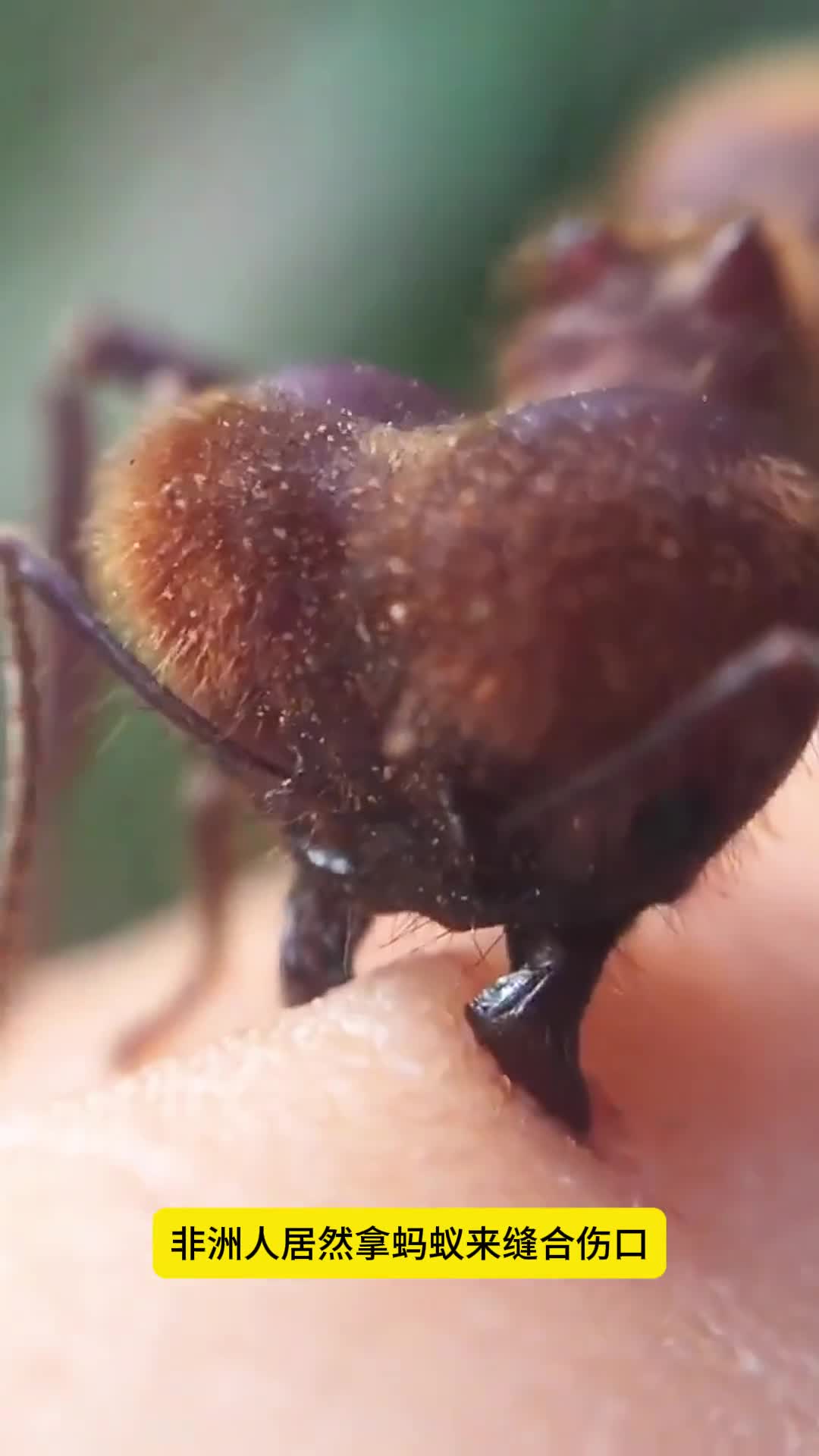 蚂蚁居然还有这作用