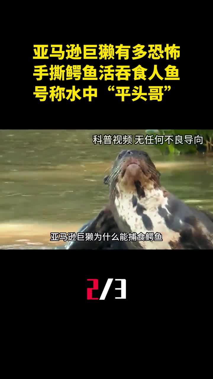 亚马逊巨獭有多恐怖手撕鳄鱼活吞食人鱼号称水中平头哥2