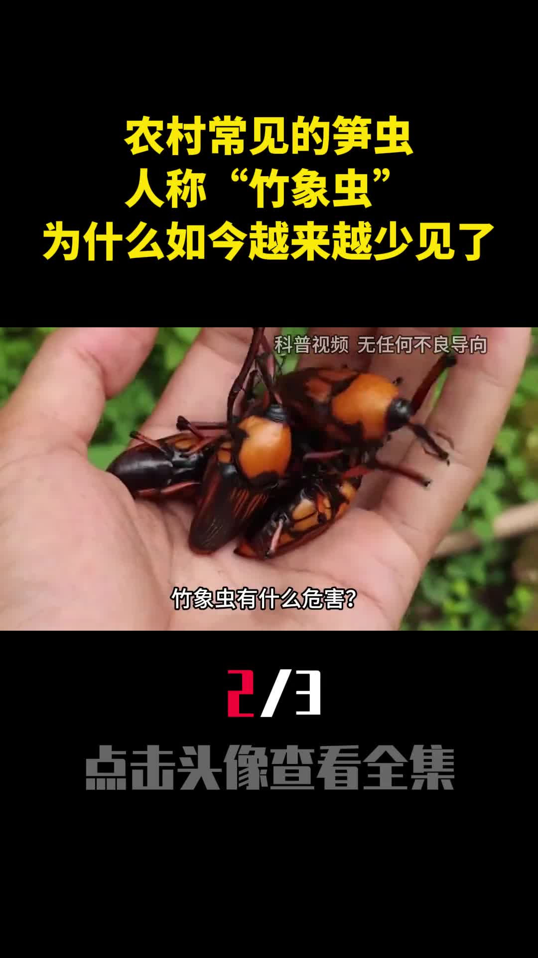 农村常见的笋虫人称竹象虫为什么如今越来越少见了2