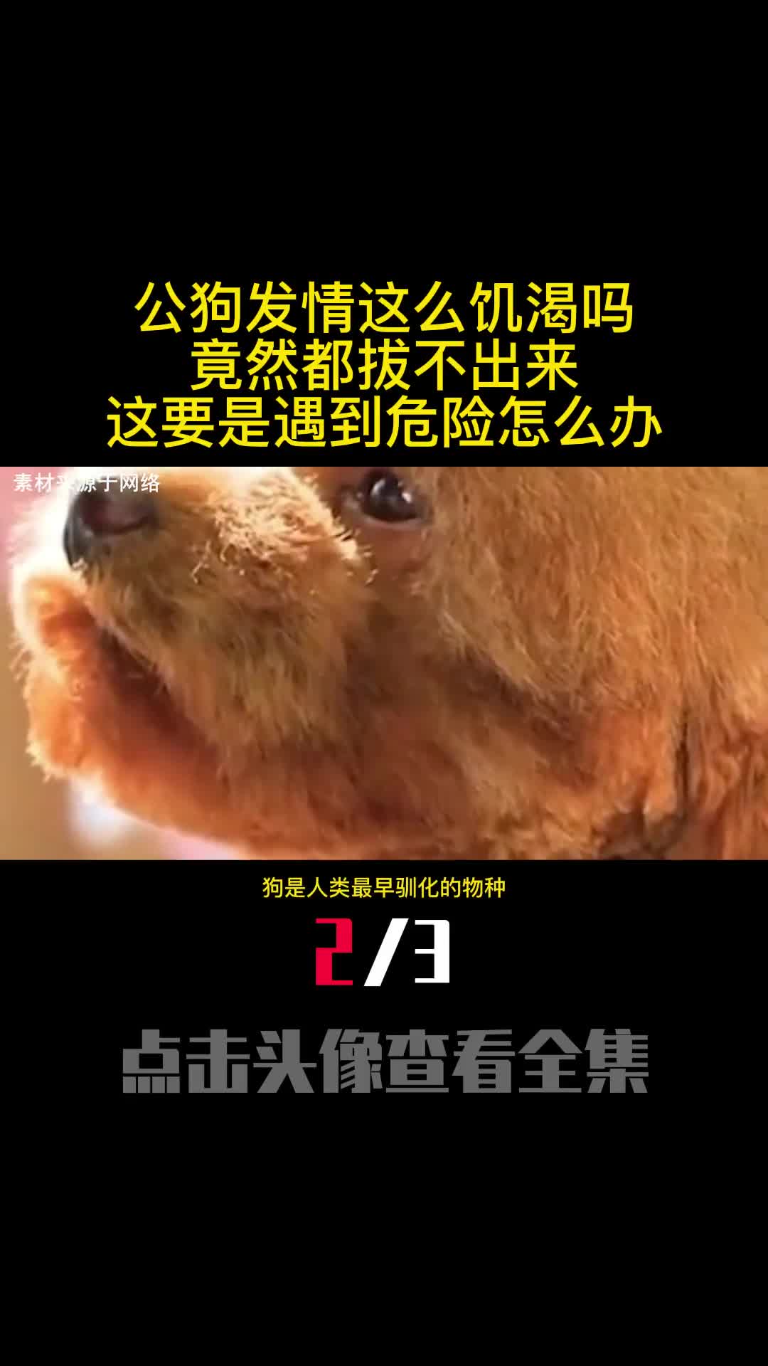 公狗发情这么饥渴吗竟然都拔不出来这要是遇到危险怎么办2