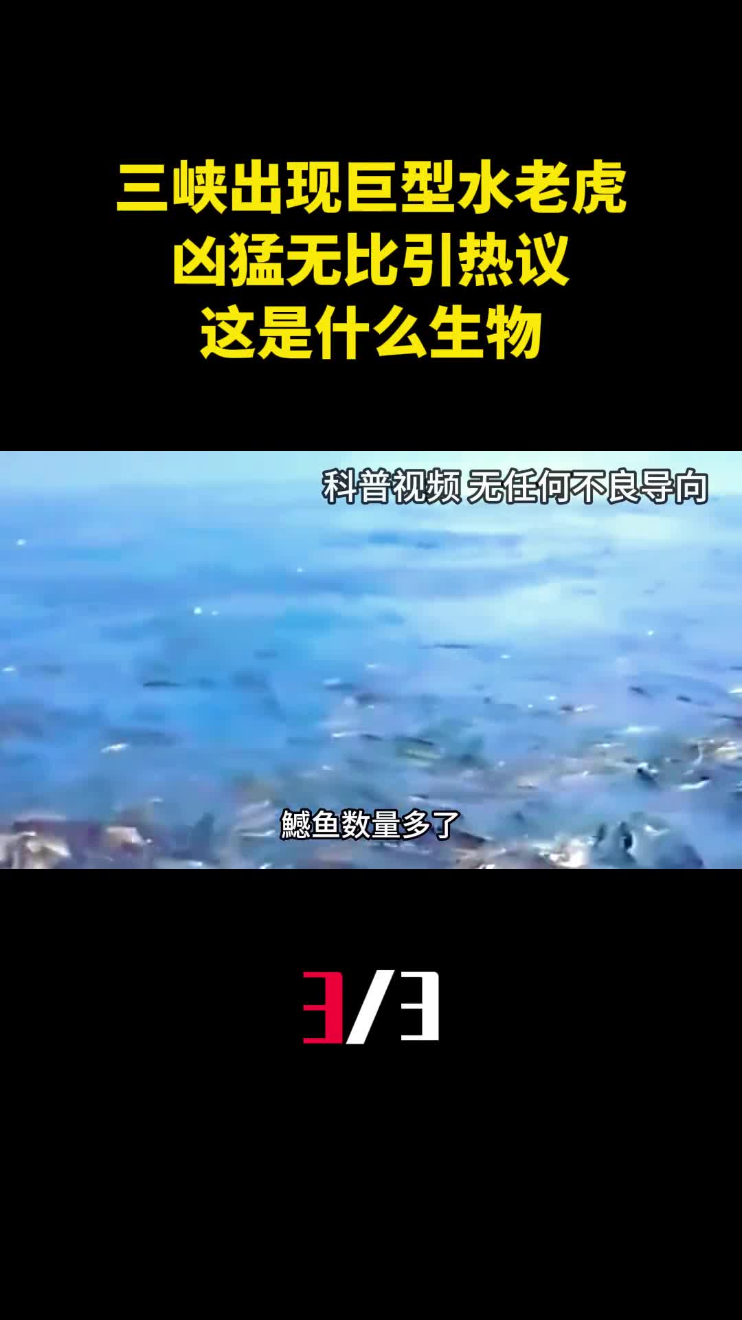 三峡出现巨型水老虎凶猛无比引热议这是什么生物3
