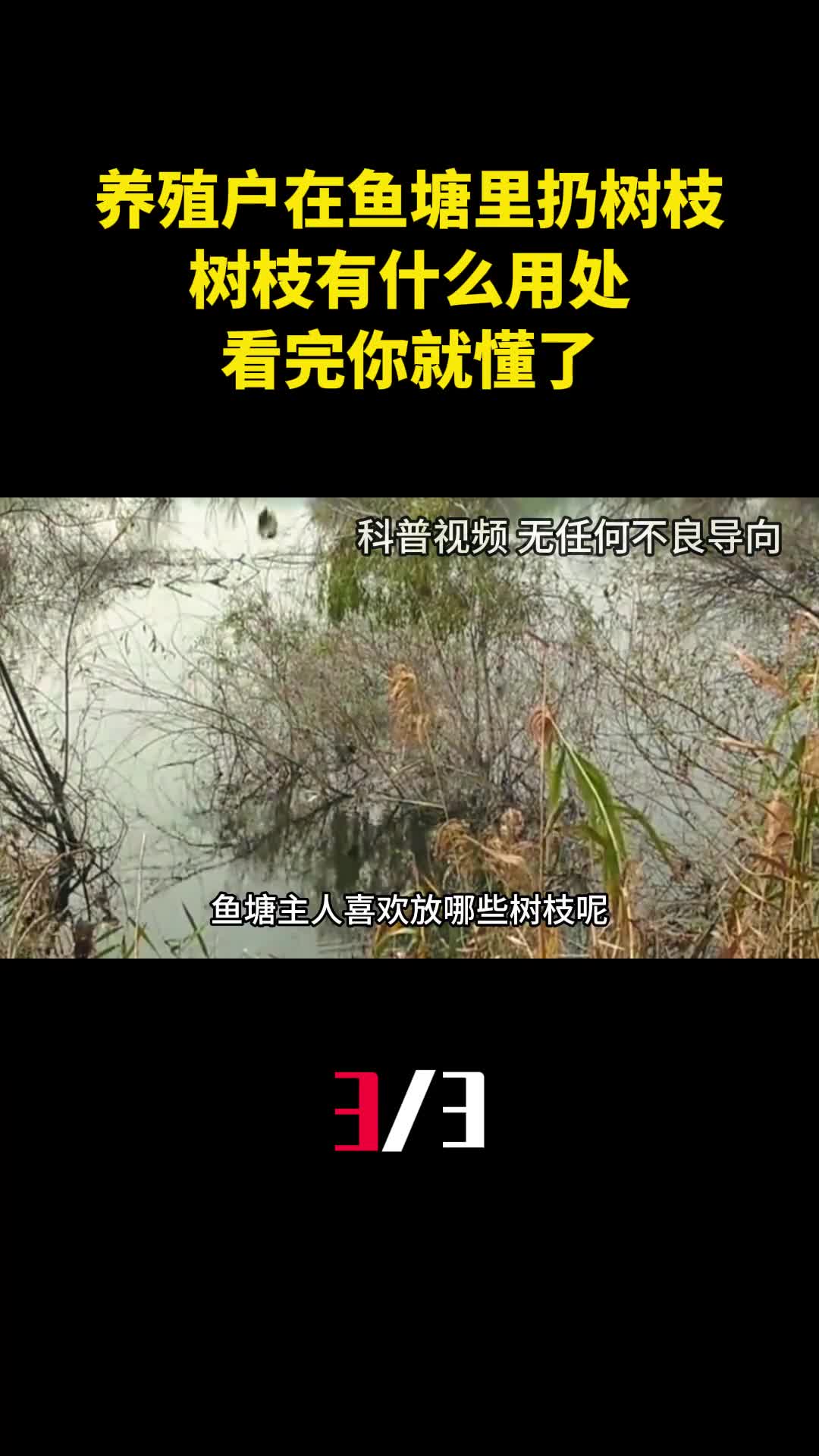 为什么养殖户喜欢在鱼塘里扔树枝树枝有什么用处看完你就懂了3