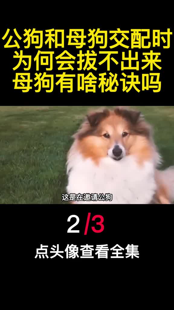 公狗和母狗交配时为何会拔不出来母狗有啥秘诀吗2