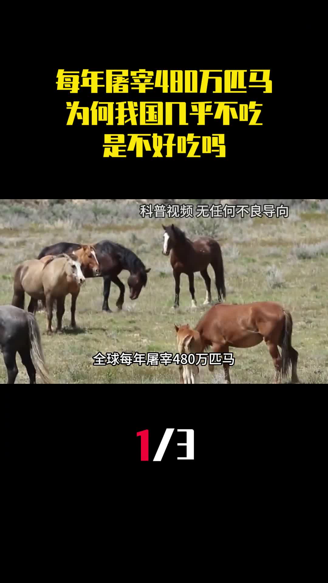 全球每年屠宰480万匹马为何我国几乎不吃马肉是不好吃吗1