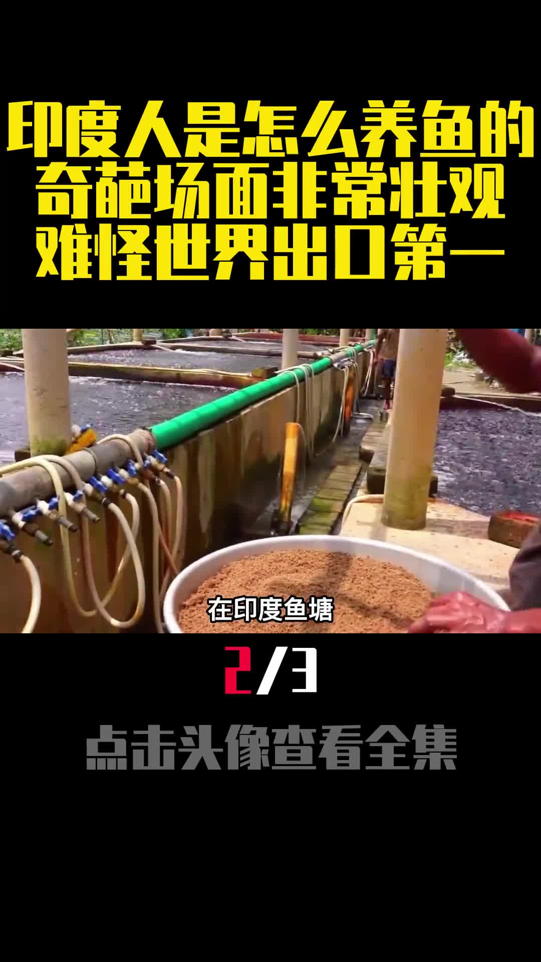 印度人是怎么养鱼的奇葩场面非常壮观难怪世界出口第一2