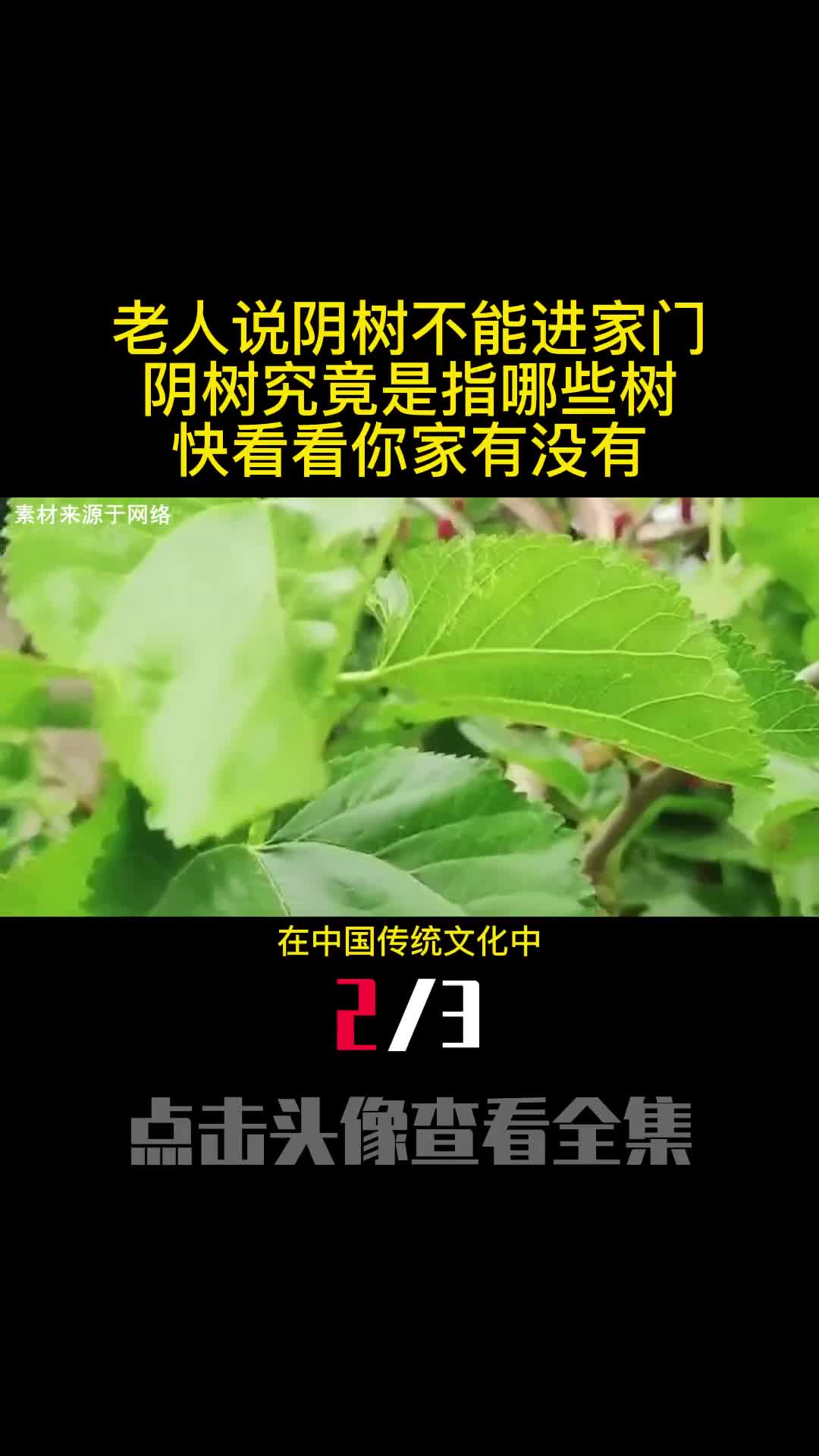 老人说阴树不能进家门阴树究竟是指哪些树快看看你家有没有2